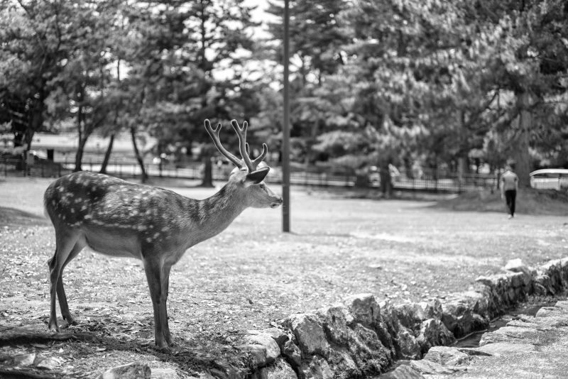 Fotografía de Alfonso Santos Alcalá — L1002041 copia
