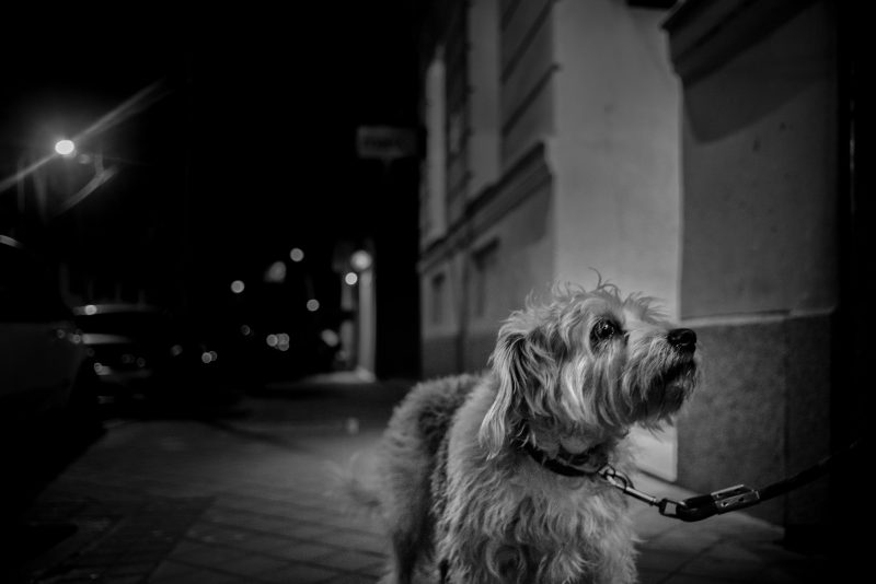 Fotografía de Alfonso Santos Alcalá — L1002563-1