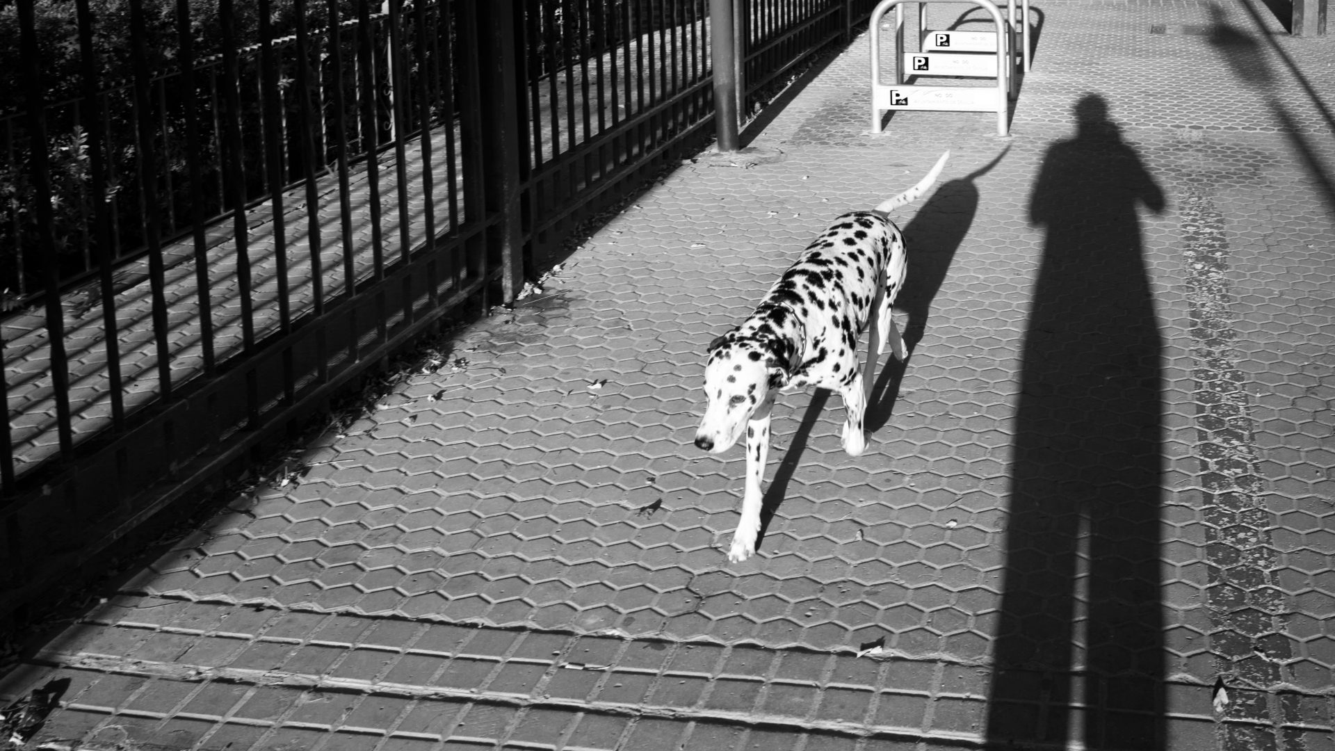 Fotografía de Alfonso Santos Alcalá — L1003398