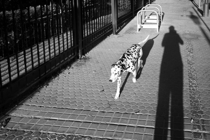 Fotografía de Alfonso Santos Alcalá — L1003398