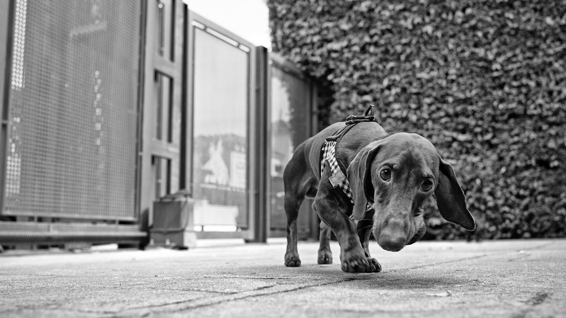 Fotografía de Alfonso Santos Alcalá — L1003593