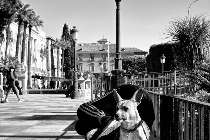 Fotografía de Alfonso Santos Alcalá — L1003766