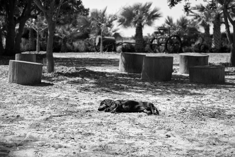 Fotografía de Alfonso Santos Alcalá — L1005079