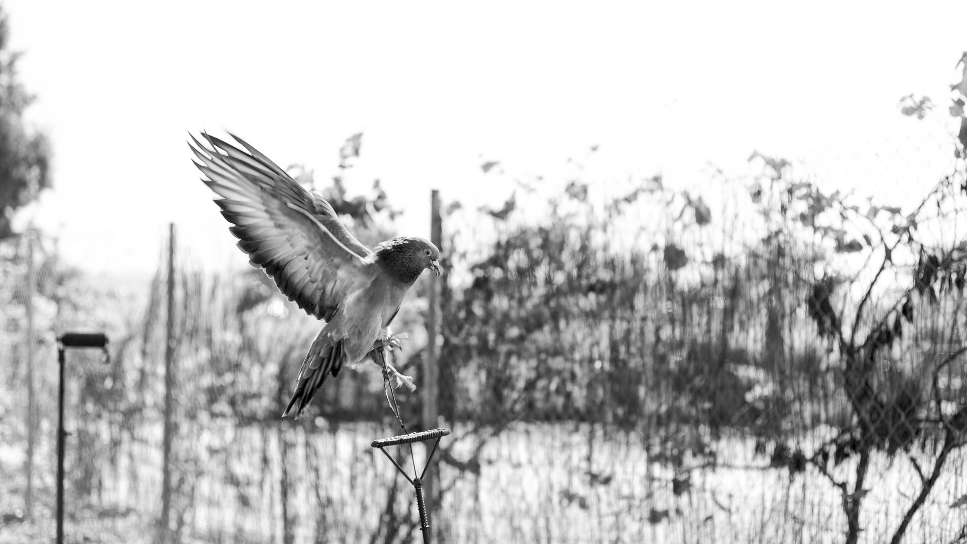 Fotografía de Alfonso Santos Alcalá — L1005111