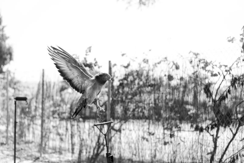 Fotografía de Alfonso Santos Alcalá — L1005111