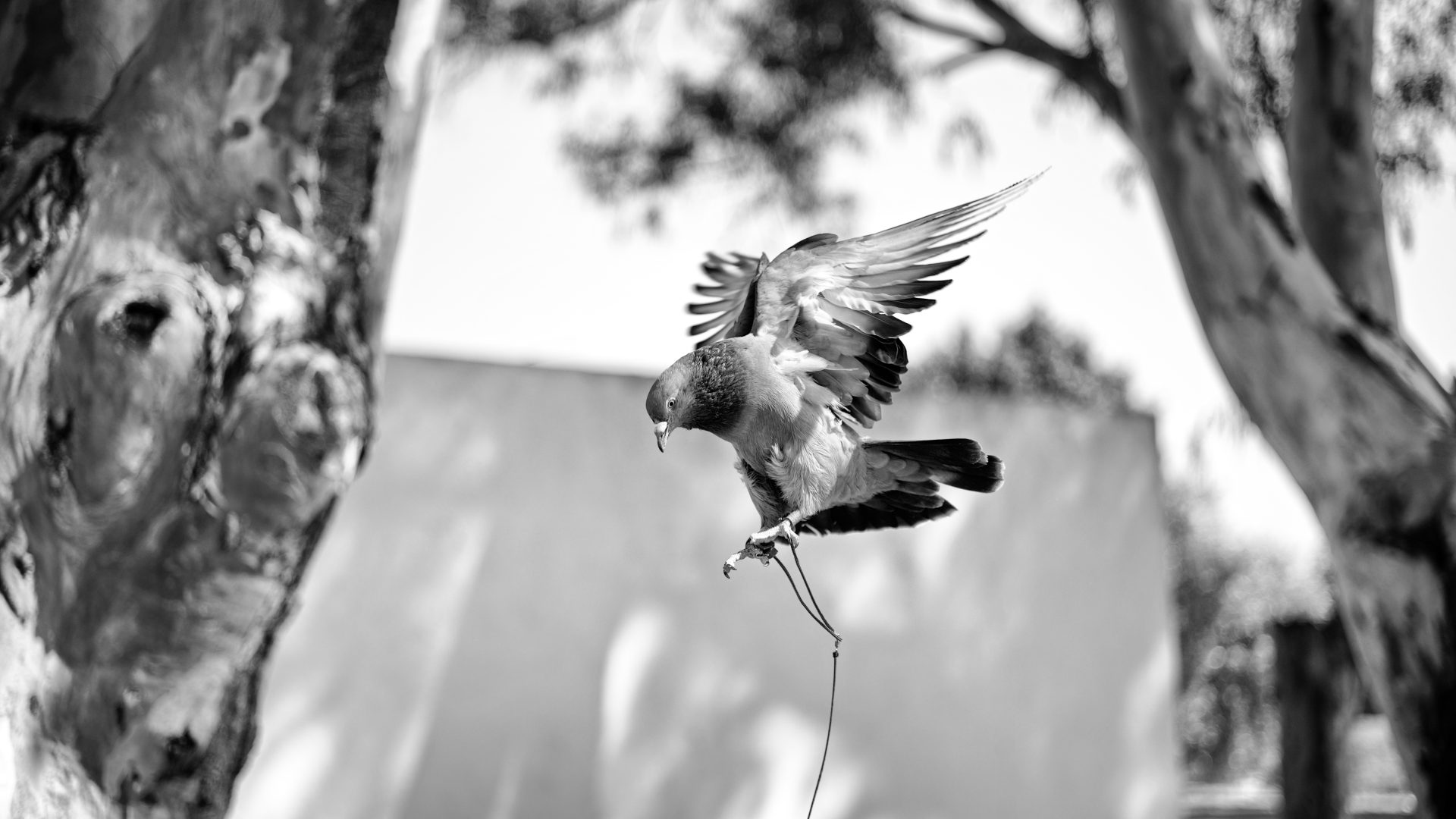 Fotografía de Alfonso Santos Alcalá — L1005182