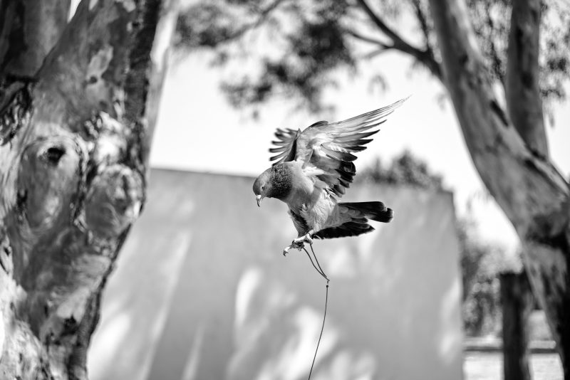 Fotografía de Alfonso Santos Alcalá — L1005182