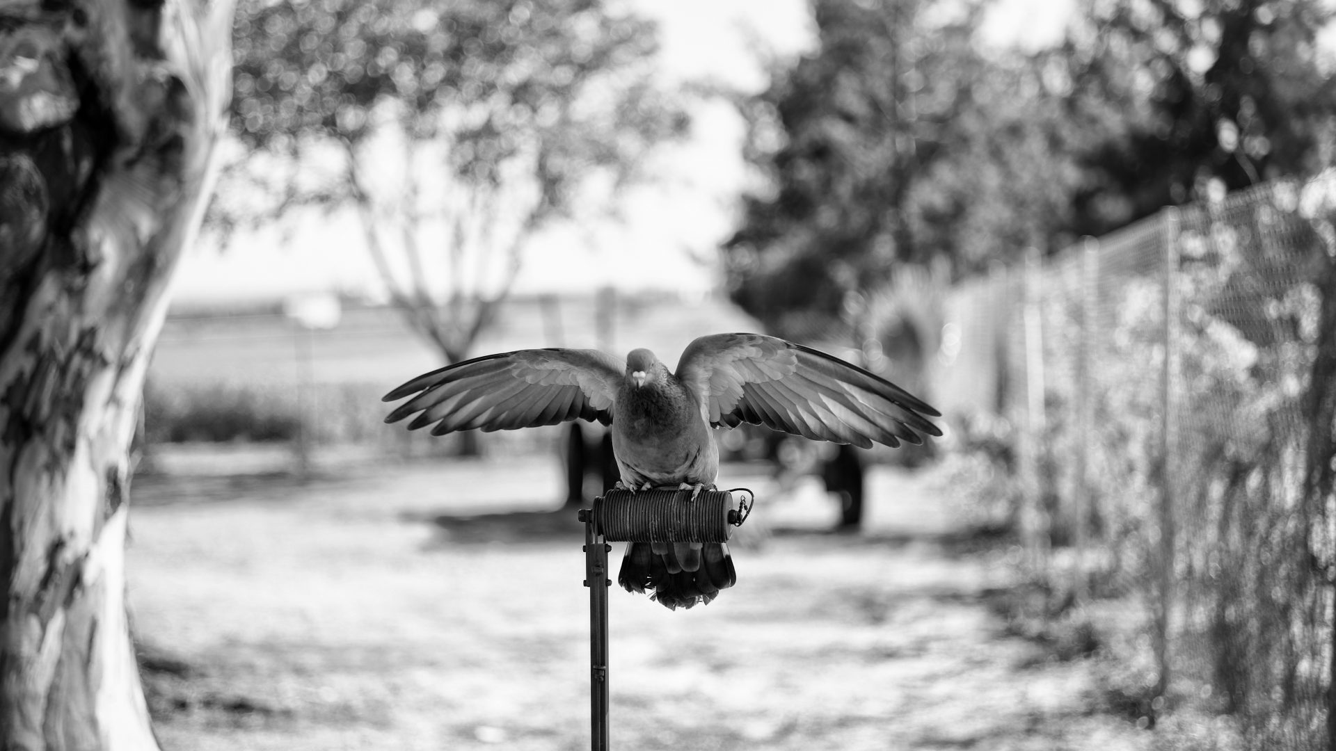 Fotografía de Alfonso Santos Alcalá — L1005241