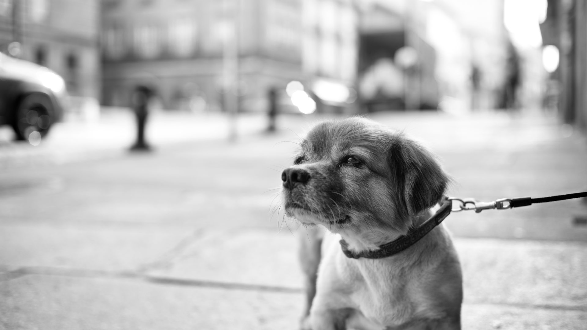 Fotografía de Alfonso Santos Alcalá — L1005331 perro
