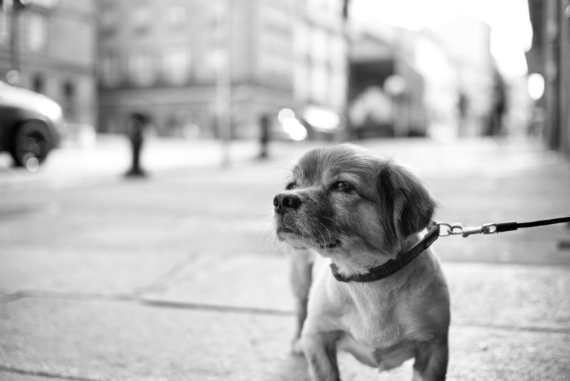 Fotografía de Alfonso Santos Alcalá — L1005331 perro