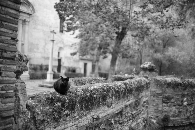 Fotografía de Alfonso Santos Alcalá — L1007241 copia