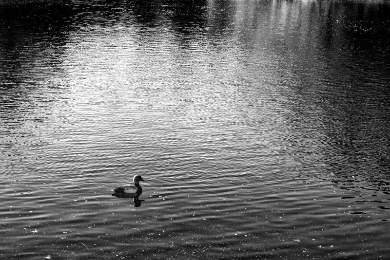 Fotografía de Alfonso Santos Alcalá — L1008517